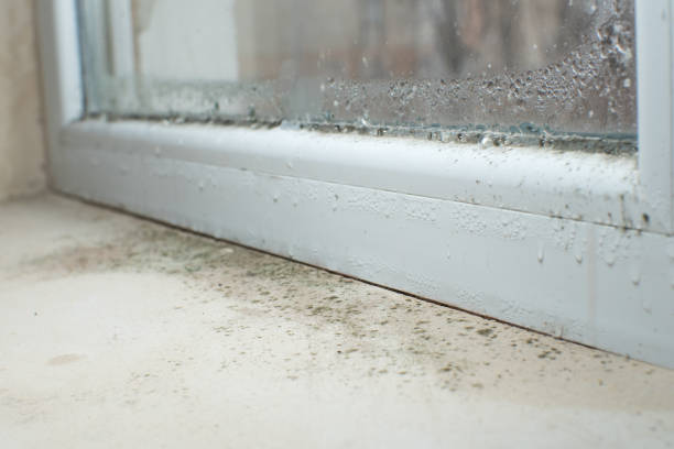 Why You Should Choose Our Mold Remediation Services in Bernardsville, NJ